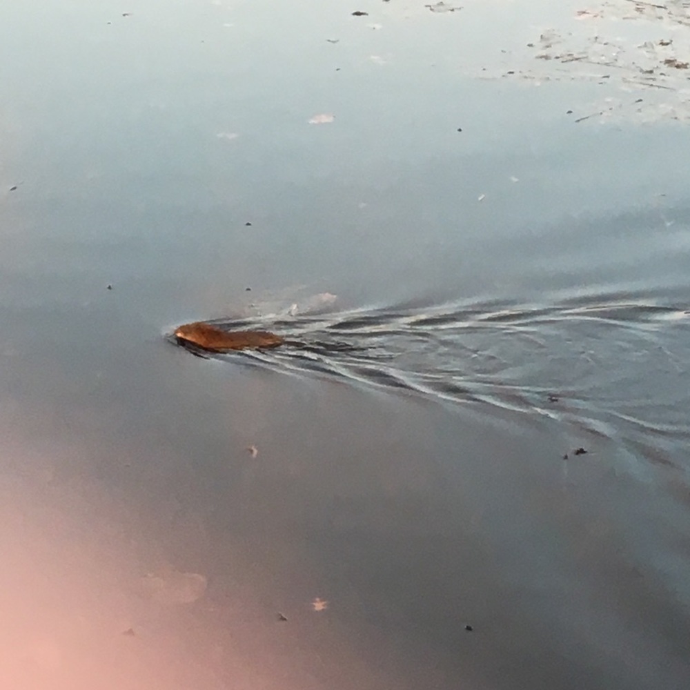 Meet your Posher, Jon